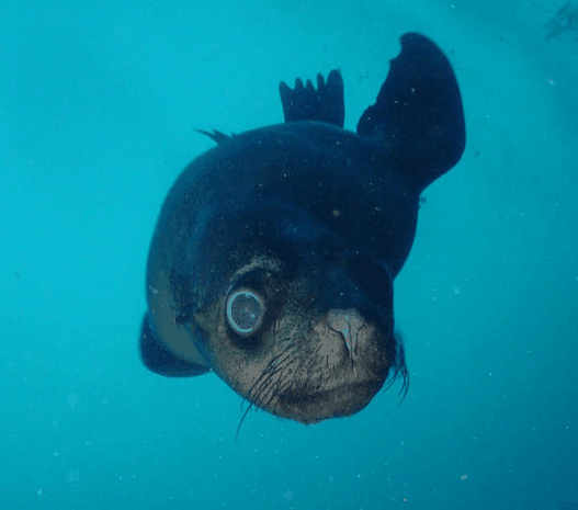 Jervis Bay Dive Charters - Attractions Perth 3