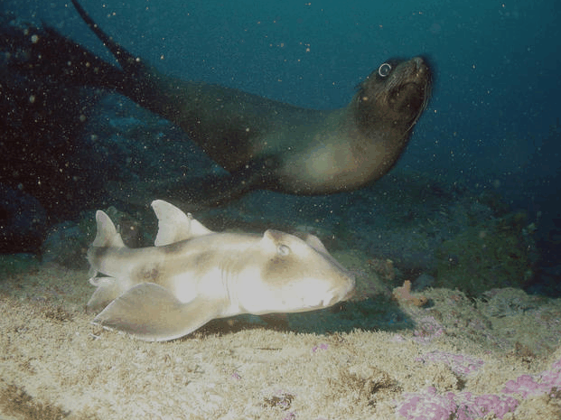 Jervis Bay Dive Charters - thumb 4