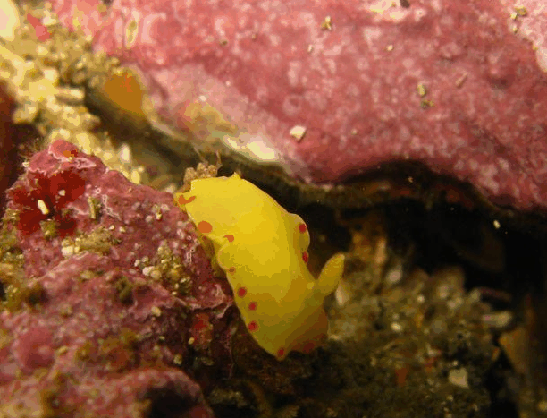 Jervis Bay Dive Charters - Attractions Perth 5