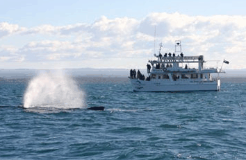 Dolphin Watch Cruises - Attractions Perth