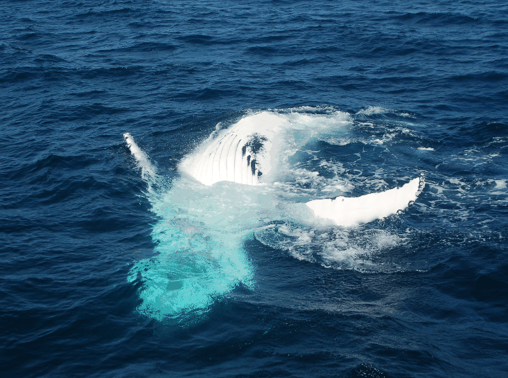 Dolphin Wild Cruises - Attractions Perth