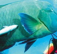 Aristocat Snorkel and Scuba Port Douglas - Attractions Perth
