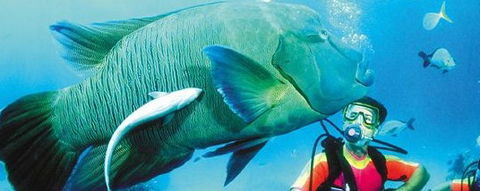 Aristocat Snorkel And Scuba Port Douglas - Attractions Perth 0
