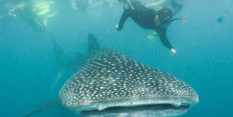 Aristocat Snorkel And Scuba Port Douglas - Attractions Perth 1