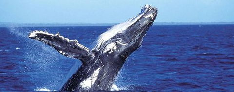 Aristocat Snorkel And Scuba Port Douglas - Attractions Perth 2