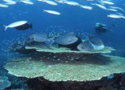 Deep Sea Divers Den - Attractions Perth 2