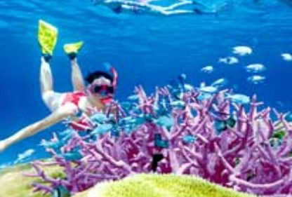Poseidon Outer Reef Cruises - Attractions Perth 2