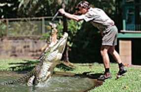 Reef And Rainforest Connections - Attractions Perth 3