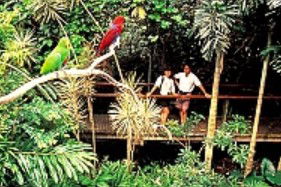 Reef And Rainforest Connections - Attractions Perth 4