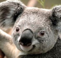 Wildlife Habitat - Attractions Perth