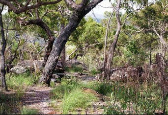 Cooktown Aboriginal Art Tours - Attractions Perth 2