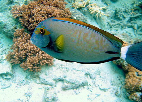 Illusions - Attractions Perth 0