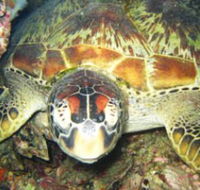 Adrenalin Snorkel and Dive - Attractions Perth