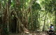 The Airlie Creek Track - thumb 0