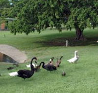 Anzac Park and Ululah Lagoon - Attractions Perth