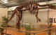 Australia's Dinosaur Trail - thumb 0