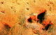 Australia's Dinosaur Trail - thumb 2