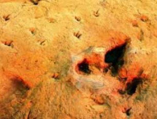 Australia's Dinosaur Trail - Attractions Perth 2
