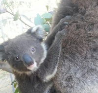 West Oz Wildlife Petting Zoos - Attractions Perth