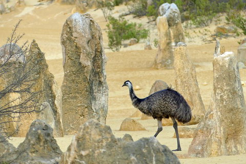 Private, Luxury Pinnacles Tour: Stargazing, Sand-boarding & Sightseeing - Attractions Perth 5