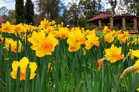 Spring Wildflower (Private) Day Tours - Attractions Perth 1