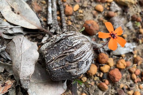 Spring Wildflower (Private) Day Tours - Attractions Perth 5