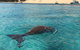 Cruise In Moreton Bay Marine Park And Moreton Island - thumb 2