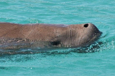 Cruise In Moreton Bay Marine Park And Moreton Island - Attractions Perth 3