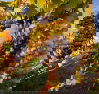 Full Day Tamar Valley Wine Tour - Attractions Perth