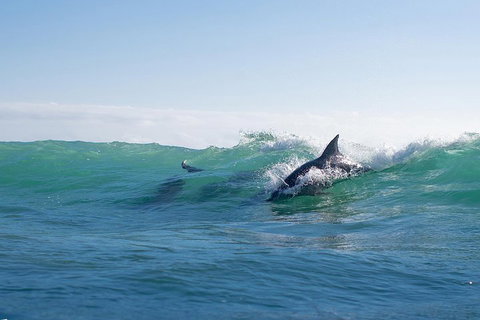 Private Tangalooma Wrecks Tour - Attractions Perth 2