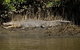 5-Day Best Of Cairns With Daintree, Kuranda, And Great Barrier Reef - thumb 5