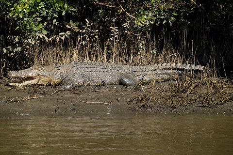 5-Day Best Of Cairns With Daintree, Kuranda, And Great Barrier Reef - Attractions Perth 5