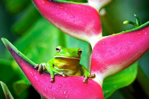 3-Day Best Of Cairns Combo: The Daintree Rainforest, Great Barrier Reef, And Kuranda - Attractions Perth 0