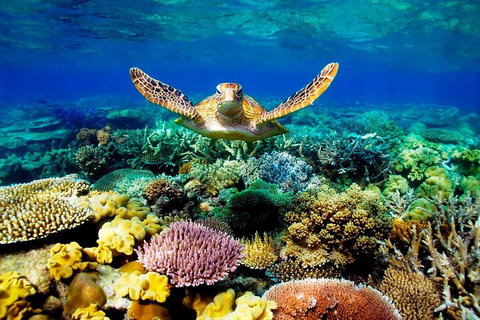 3-Day Best Of Cairns Combo: The Daintree Rainforest, Great Barrier Reef, And Kuranda - Attractions Perth 1