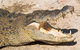 4-Day Cairns Ultimate Combo: Daintree Rainforest, Reef, Kuranda & Paronella Park - thumb 0