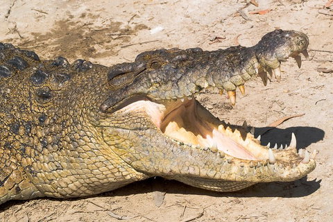 4-Day Cairns Ultimate Combo: Daintree Rainforest, Reef, Kuranda & Paronella Park - Attractions Perth 0