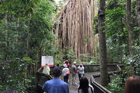 4-Day Cairns Ultimate Combo: Daintree Rainforest, Reef, Kuranda & Paronella Park - Attractions Perth 5