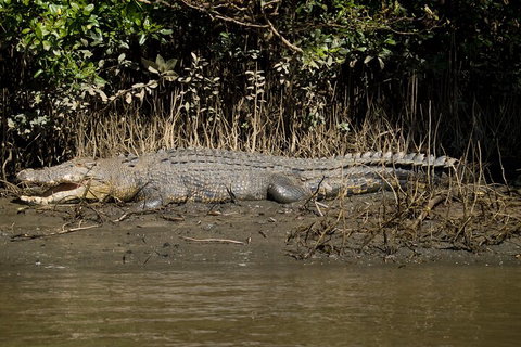 4-Day Cairns With Great Barrier Reef And Daintree Rainforest - Attractions Perth 4