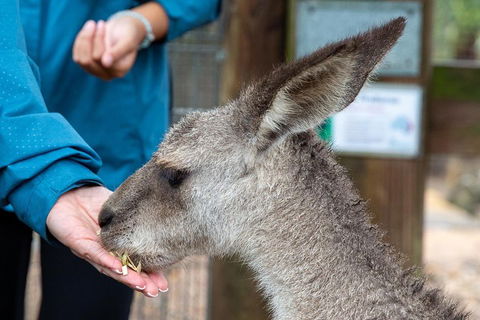 Private Blue Mountains Escape The Crowds SUV Tour - Attractions Perth 2