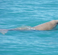 Snubfin Dolphin Eco Cruise from Broome - Attractions Perth
