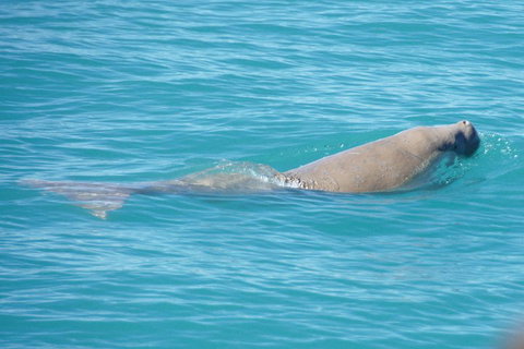 Snubfin Dolphin Eco Cruise From Broome - Attractions Perth 0