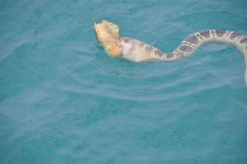 Snubfin Dolphin Eco Cruise From Broome - Attractions Perth 2