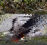 Full Day Tour in the Daintree - Attractions Perth