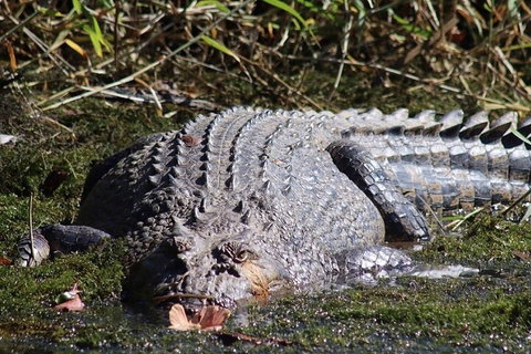 Full Day Tour In The Daintree - Attractions Perth 0