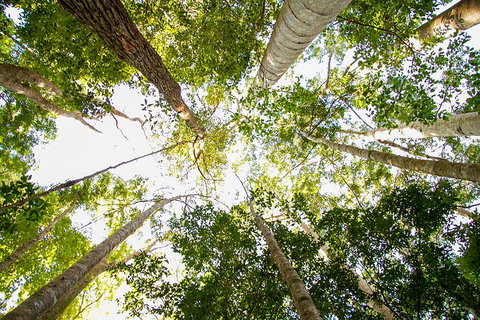 Fraser Island 4WD Tour From Noosa - Attractions Perth 0