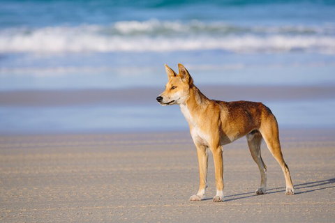 Fraser Island 4WD Tour From Noosa - Attractions Perth 5