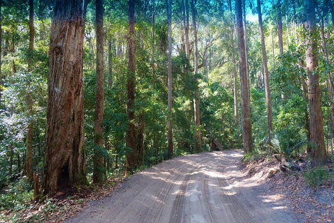 Fraser Island 4WD Tour From Rainbow Beach - Attractions Perth 4