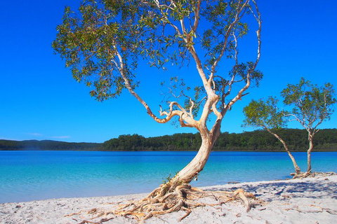 Fraser Island 4WD Tour From Rainbow Beach - Attractions Perth 5