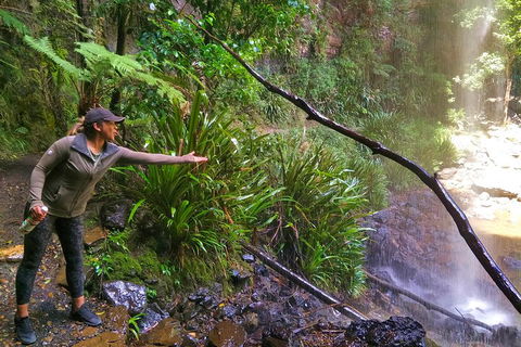 Rainforest & Waterfalls Extravaganza - Attractions Perth 4