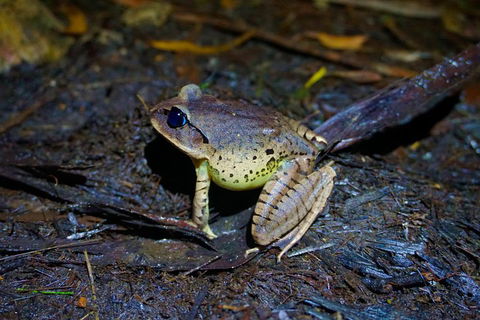Glow Worms Private Tour - Nocturnal Rainforest Walk - Attractions Perth 0